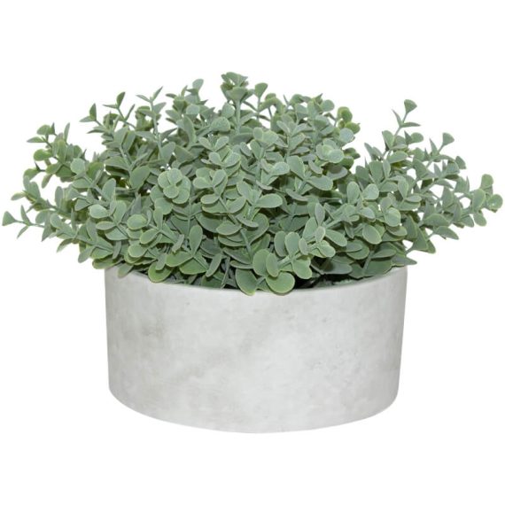 Succulent In Pot